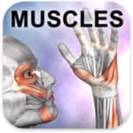 Learn Muscles