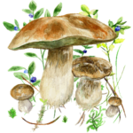 Mushrooms app Logo