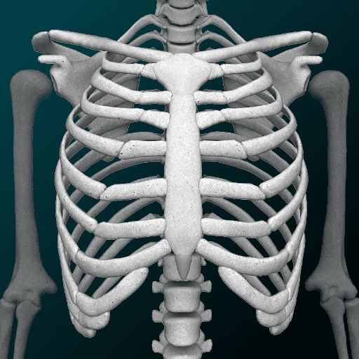 osseous system in 3d anatomy logo