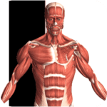 visual anatomy 2 android logo